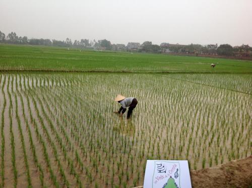 Les Voix voyagent dans les rizières à Hanoï